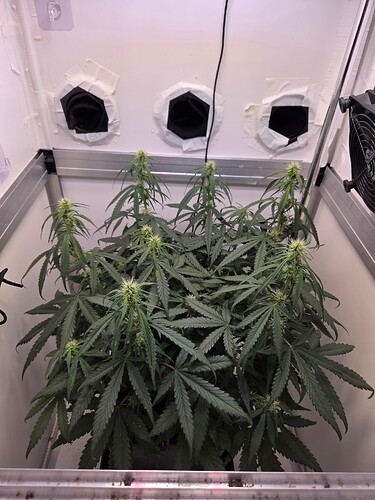 Growreport Bild 4