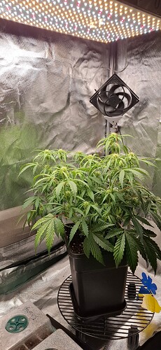 Growreport Bild 1