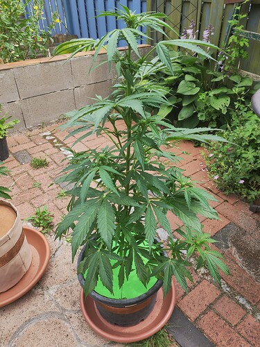 Growreport Bild 7