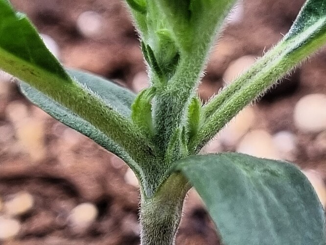 Growreport Bild 6
