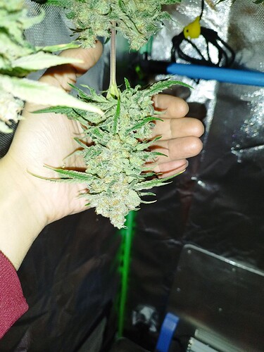 Eine Hand hält einen großen, reifen Cannabis-Bud, der von Trichomen bedeckt ist.