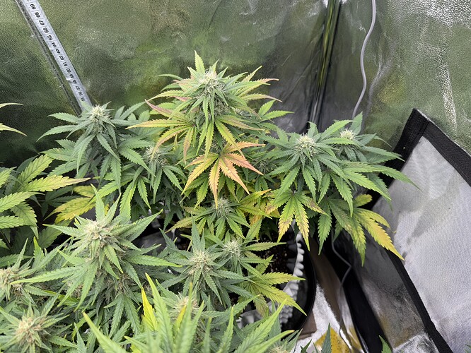 Growreport Bild 6