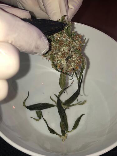 Growreport Bild 77