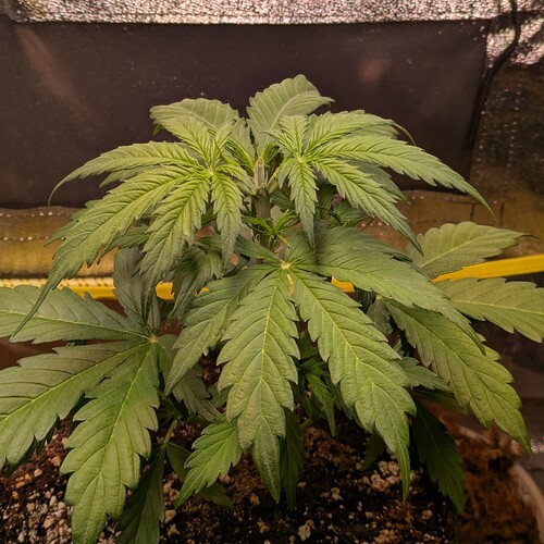 Eine junge Cannabispflanze in der Wachstumsphase in einem Growzelt.