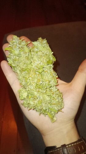 Growreport Bild 6