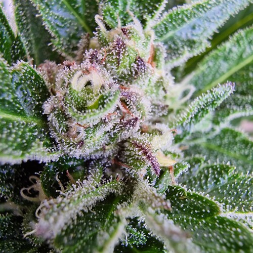 Growreport Bild 9