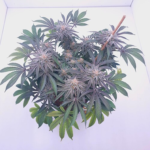 Growreport Bild 34