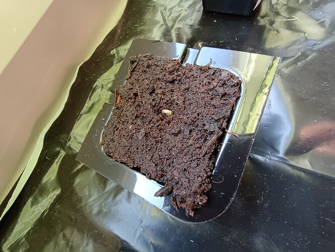 IMG_20240413_085532303