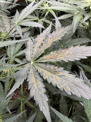 Growreport Bild 26