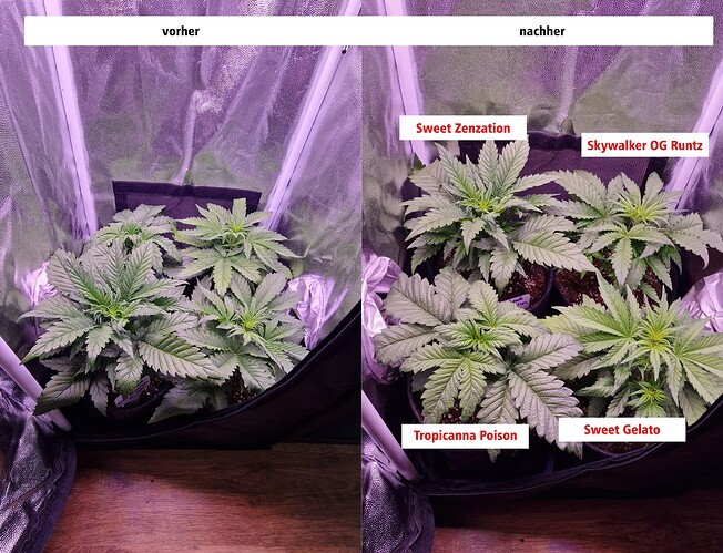21.04. vorher nachher
