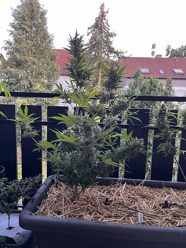 Eine blühende Cannabispflanze in einem länglichen Pflanzgefäß auf einem Balkon, umgeben von Stroh als Mulchschicht.