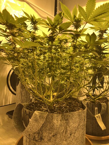 Growreport Bild 3
