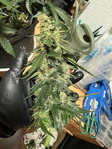 Growreport Bild 21
