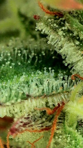 Growreport Bild 4