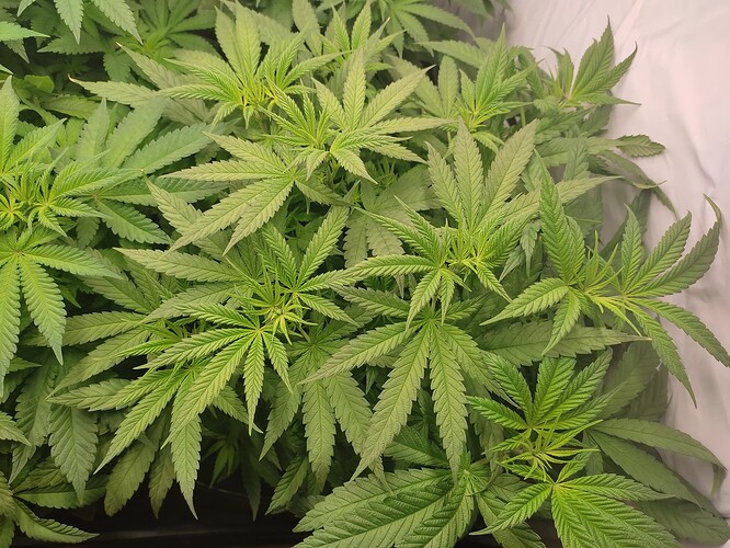 Growreport Bild 5