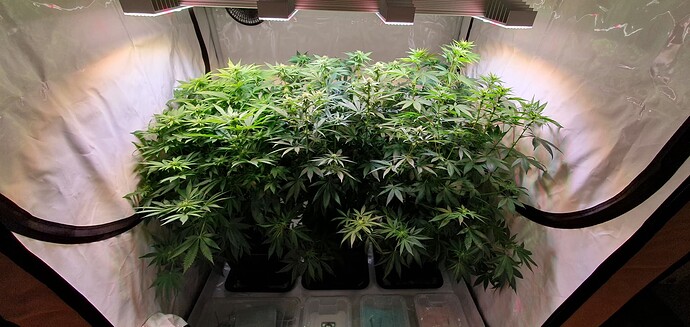 Growreport Bild 8
