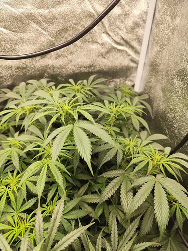 Growreport Bild 1