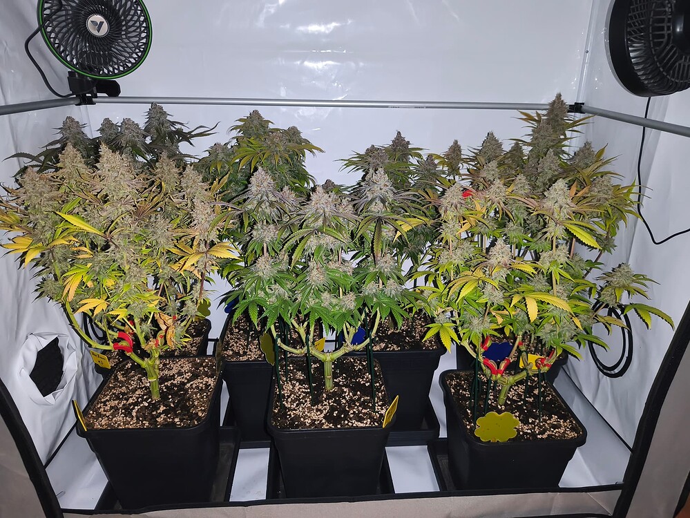 Geerntet - BW 11 - Mostly indica - 6 Pflanzen auf 120x60x180cm unter SanLight Evo 4-100 1.5 - Sensi Star, Purple Urkle, Watermelon Jam, Oreoz USA