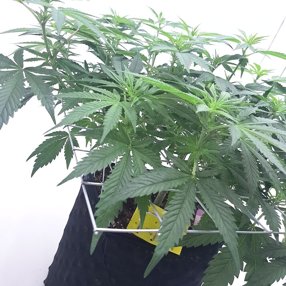 GROWING SQUARE mit SYOAH - Report Winter 24/25