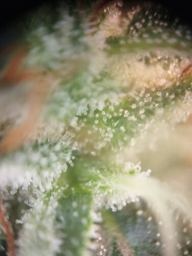Growreport Bild 9
