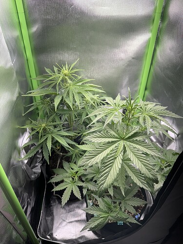 Growreport Bild 2