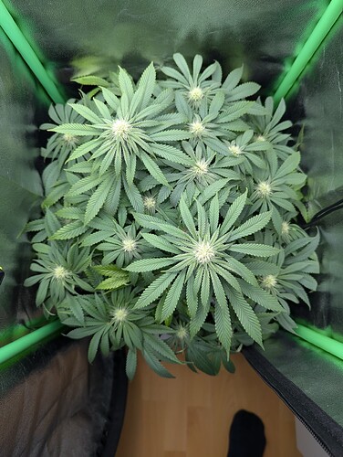 PXL_20241017_194122846