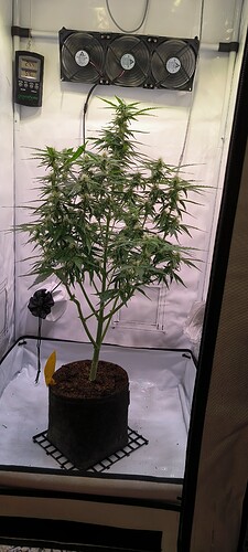 Growreport Bild 3