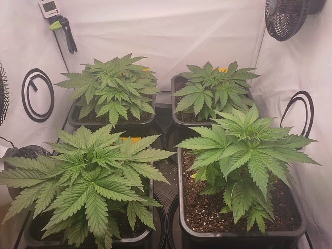Growreport Bild 5