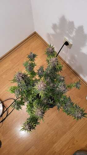 Growreport Bild 18