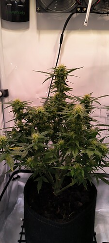 Growreport Bild 31