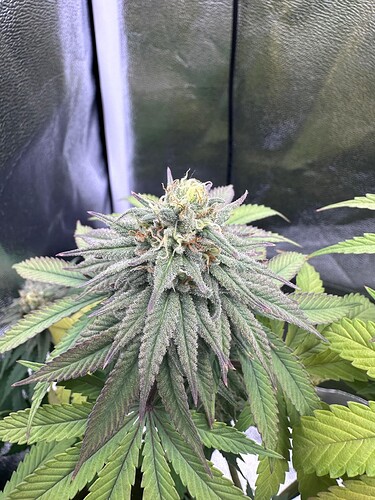 Growreport Bild 21