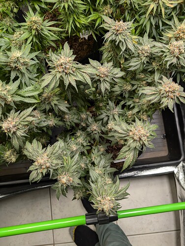 Growreport Bild 17