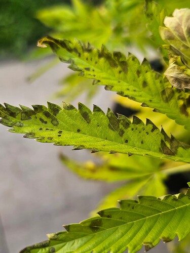 Growreport Bild 3