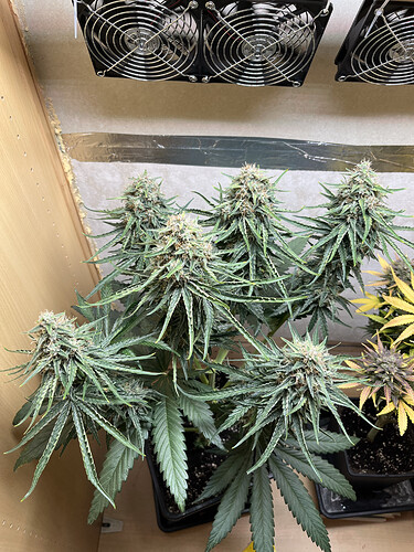 Growreport Bild 3