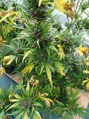 Growreport Bild 39