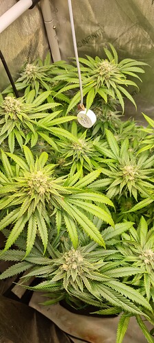 Growreport Bild 23