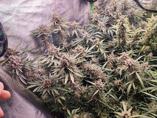 Growreport Bild 17