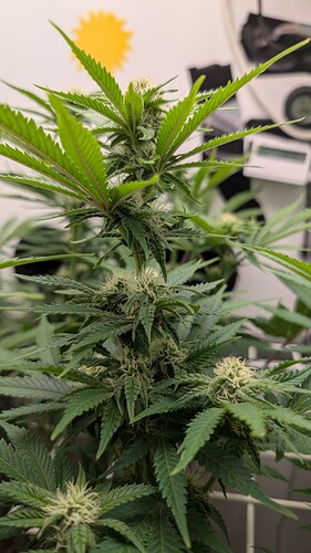 Growreport Bild 4