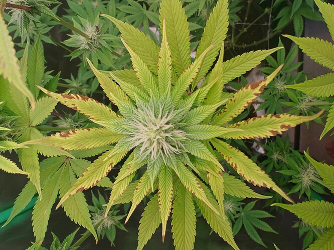 Growreport Bild 14