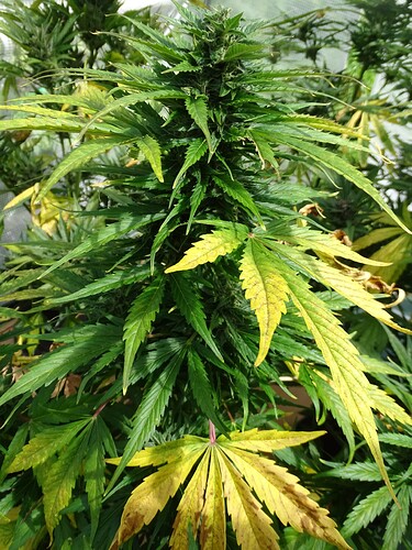 Growreport Bild 18