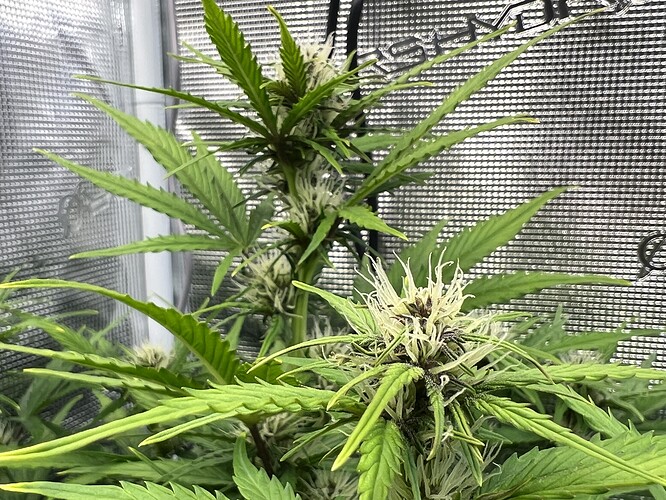 Growreport Bild 6