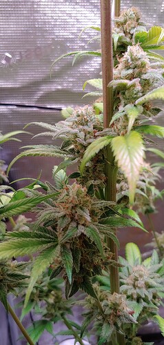 Growreport Bild 5