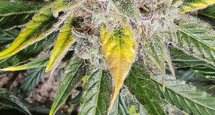 Growreport Bild 51