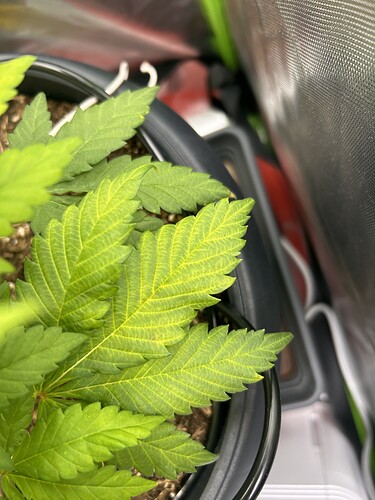Growreport Bild 4
