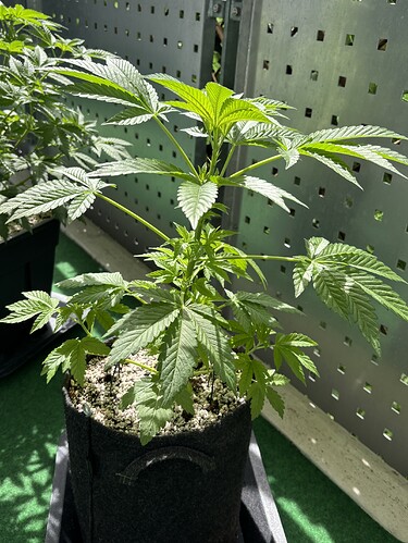 Growreport Bild 27