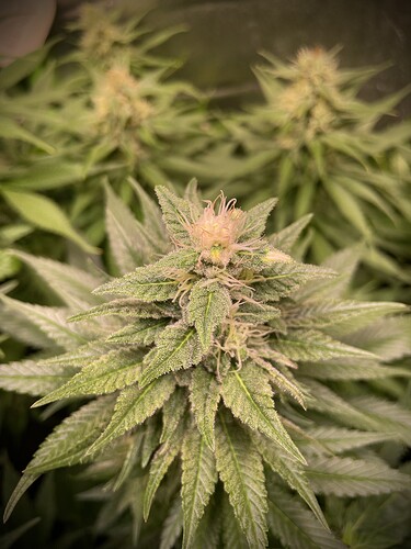 Growreport Bild 7
