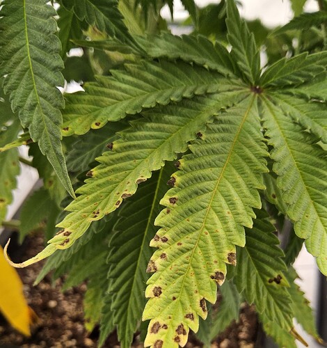 Kl.2.BT14.NAkrankesBlatt