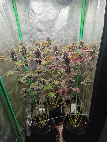 Growreport Bild 3