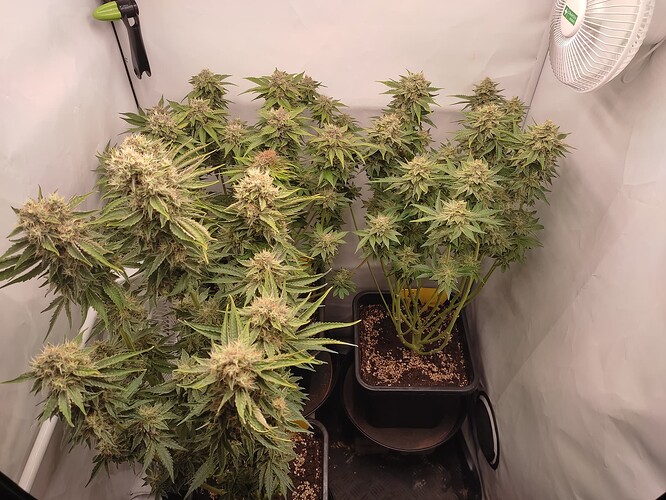 Growreport Bild 33
