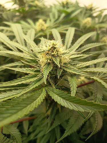 Growreport Bild 37
